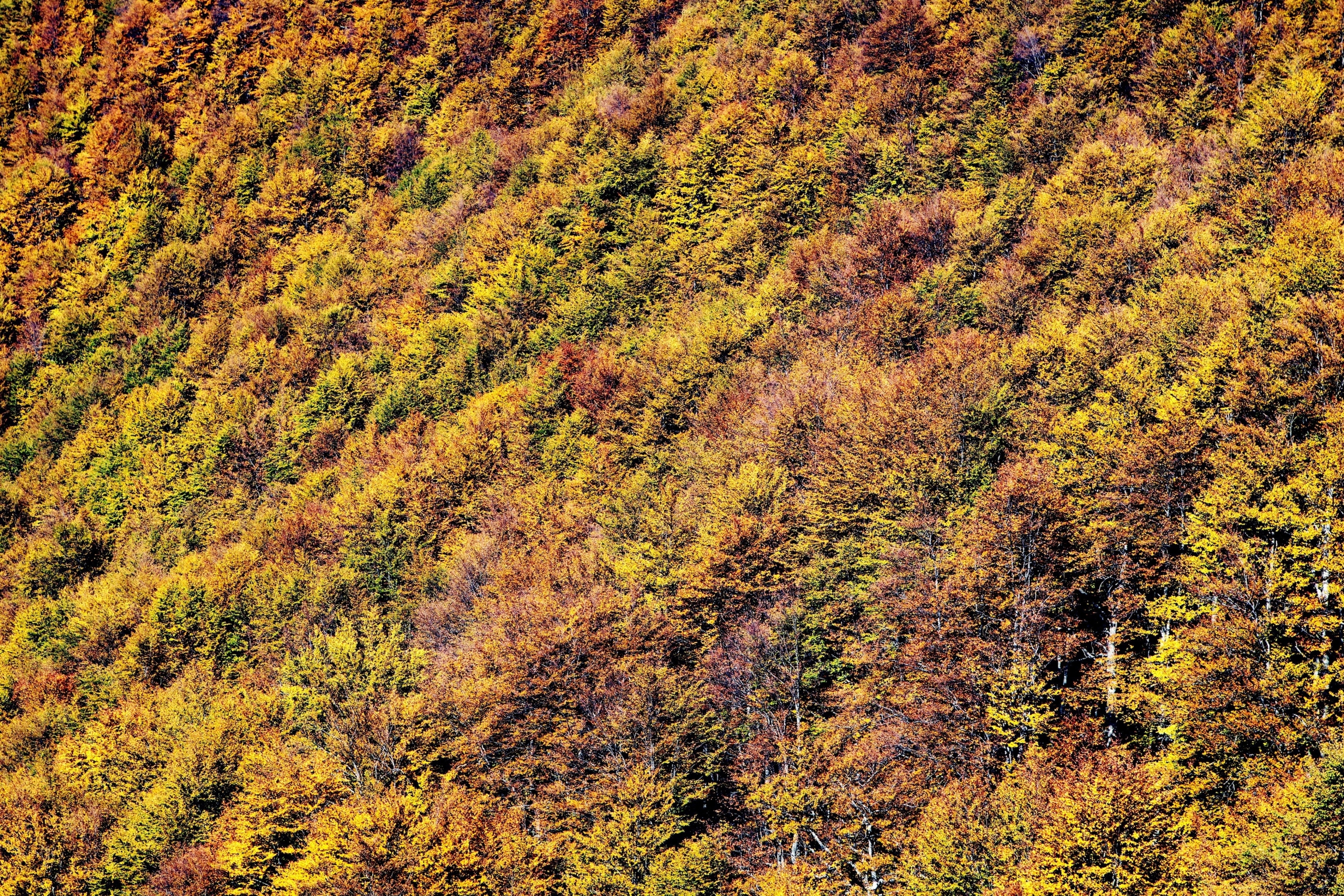 Ein Berghang mit herbstlich gefärbten Laubbäumen, Blick von seitlich oben auf die dichte Kronendecke
