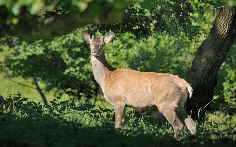 Ein Rothirsch mit minimalem Geweih steht vor einer grünen Waldkulisse