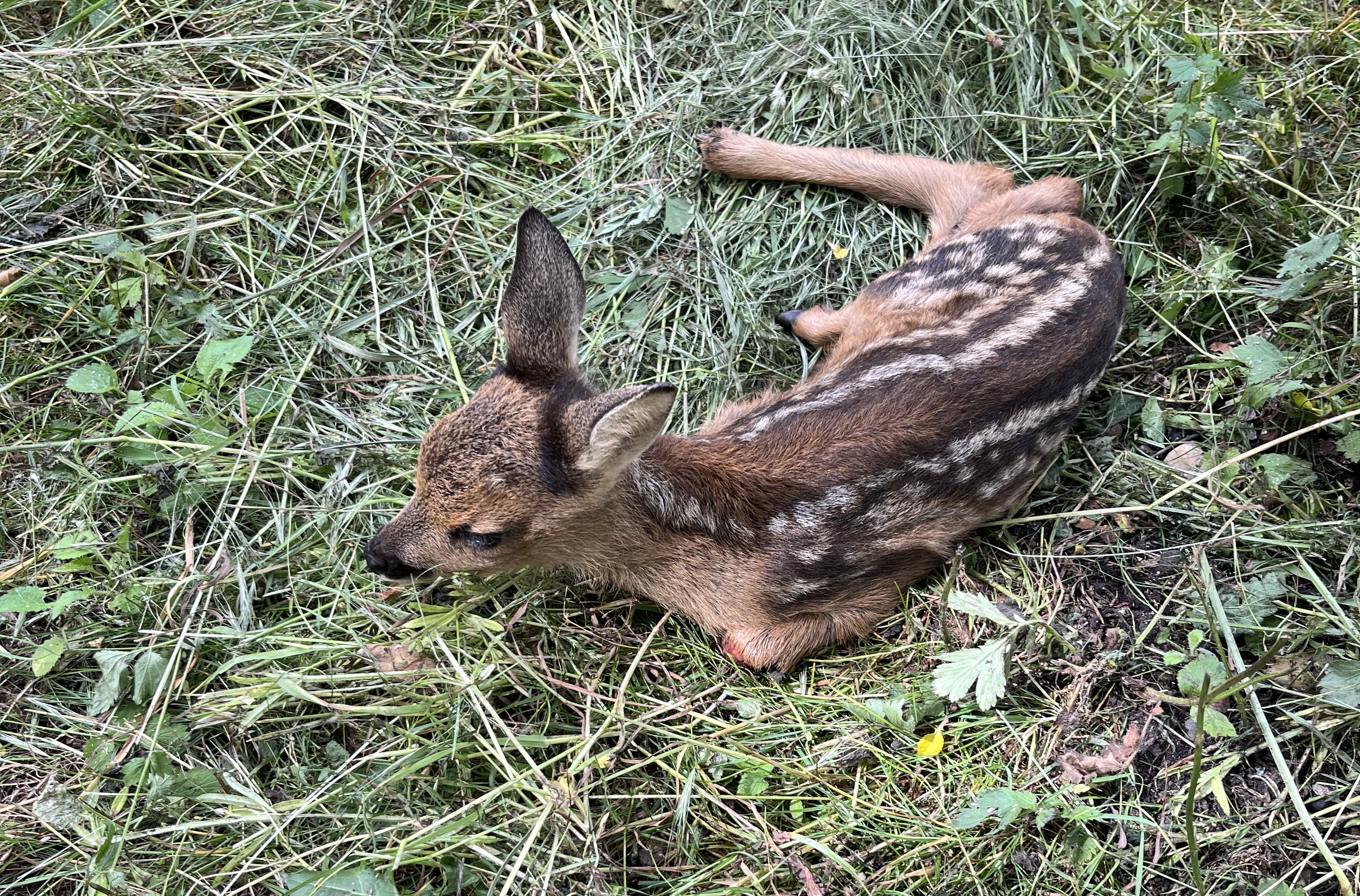 Ein Rehkitz liegt auf gemähtem Gras, an seinem linken Vorderbein und rechten Hinterbein ist Blut zu erkennen.