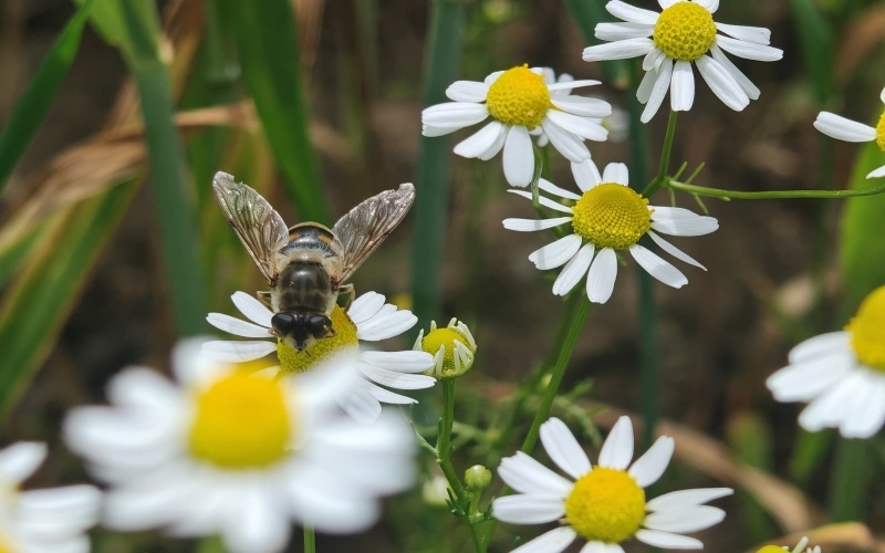 Mehrere Blüten der echten Kamille, auf einer sitzt ein bienenartiges Insekt