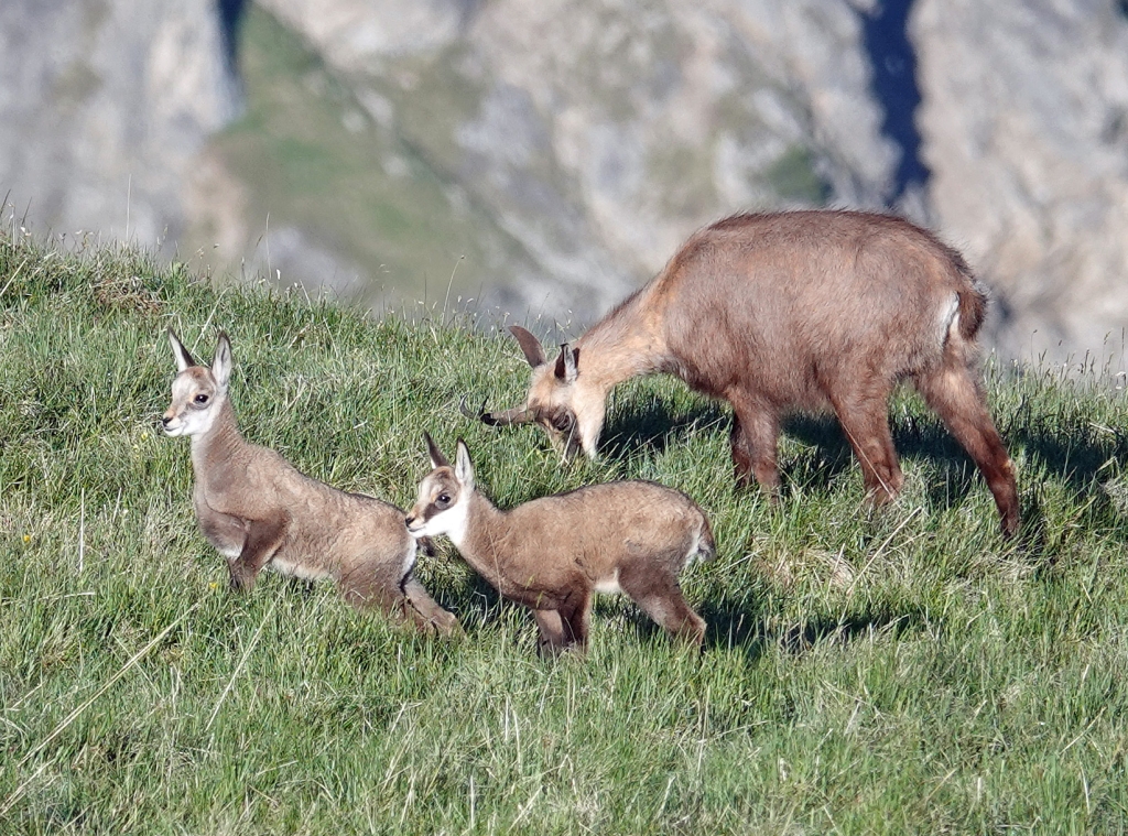 Auf einem grünen Hang vor einem kahlen Berg äst eine Gams, vor ihr springen ihre zwei Kitze herum.