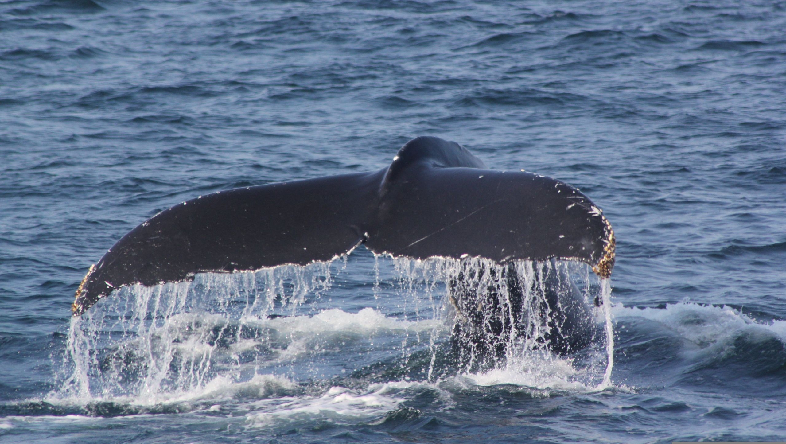Fluke eines Wals, der gerade im Meer verschwindet