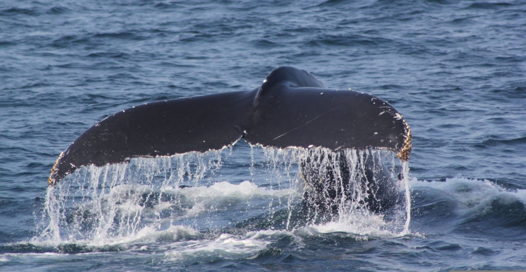 Fluke eines Wals, der gerade im Meer verschwindet