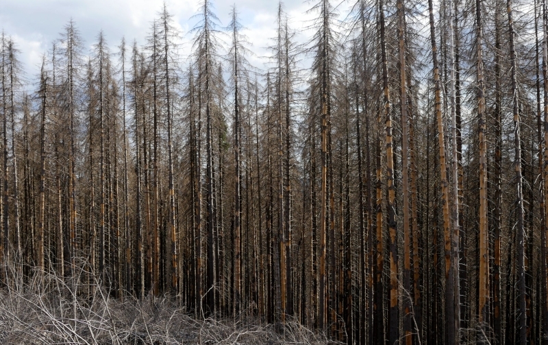 Foto einer Waldfront aus komplett abgestorbenen Fichten