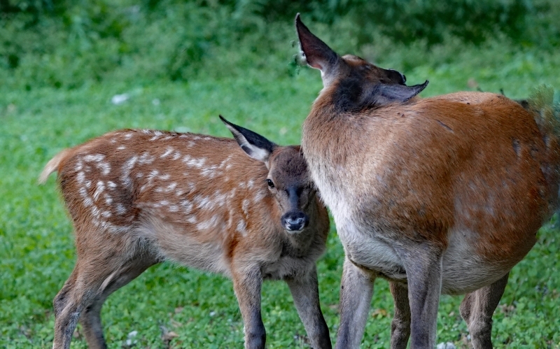 Eine erwachsene Hirschkuh, die sich gerade nach hinten wegdreht, und ein Hirschkalb mit Punkten, das an ihrem Körper vorbei den Betrachter anschaut, stehen auf einer Wiese