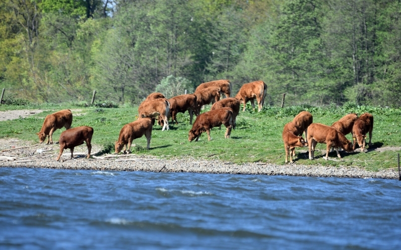 Am Ufer eines Flusses weidet eine Herde junger brauner Rinder frei, im Hintergrund steht Wald