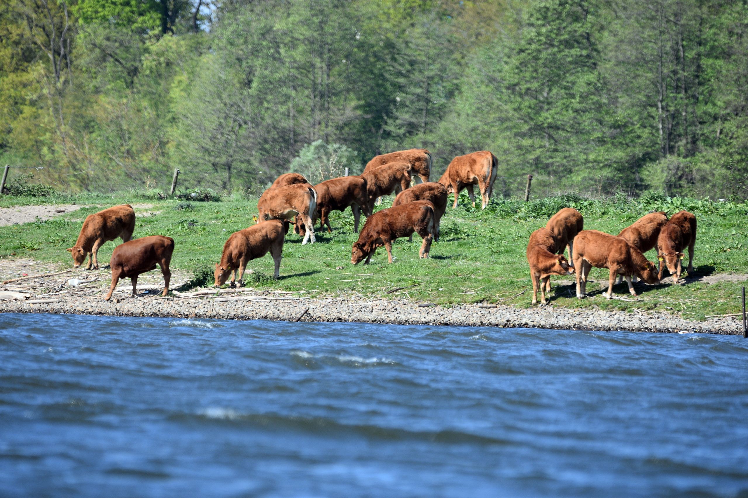 Am Ufer eines Flusses weidet eine Herde junger brauner Rinder frei, im Hintergrund steht Wald