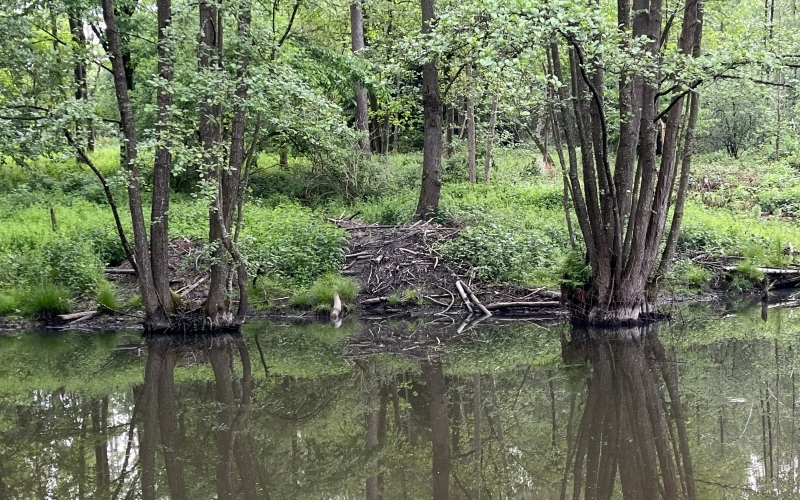 Ein Gewässer in einem Wald, an dessen Rand eine Biberburg aufgeschichtet ist