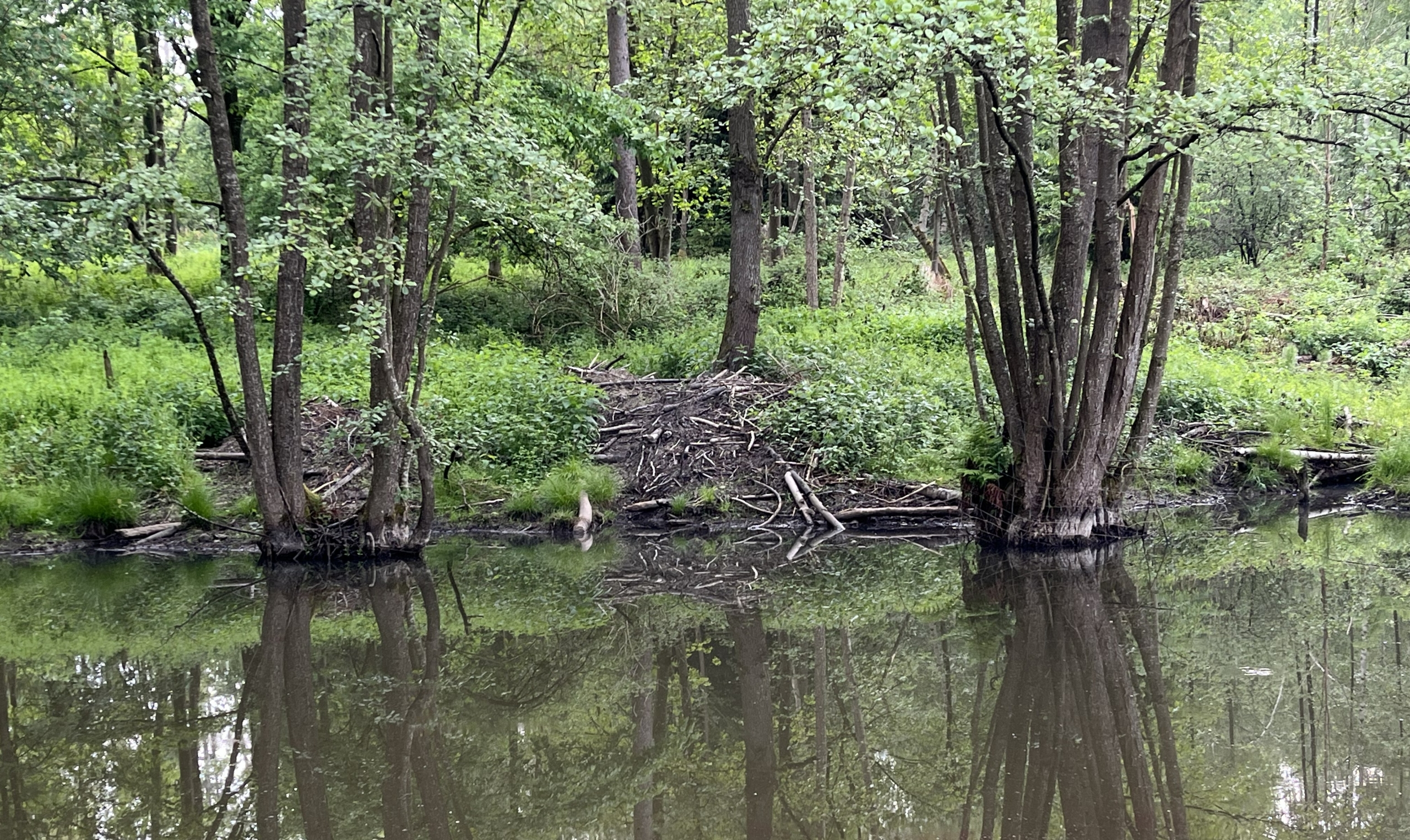 Ein Gewässer in einem Wald, an dessen Rand eine Biberburg aufgeschichtet ist