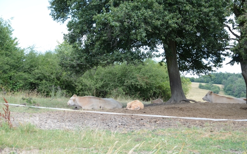 Unter einem Baum auf einer Weide liegen eine Kuh und ein Kalb, davor ist eine Stromlitze erkennbar