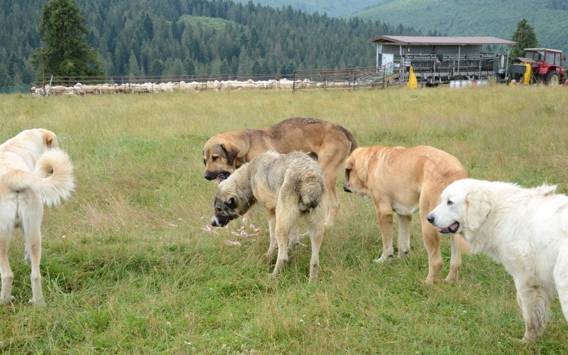 Auf einer Weise stehen fünf verschiedene große Hunde, im Hintergrund ist eine gepferchte Schafherde, ein Melkstand und ein Traktor erkennbar