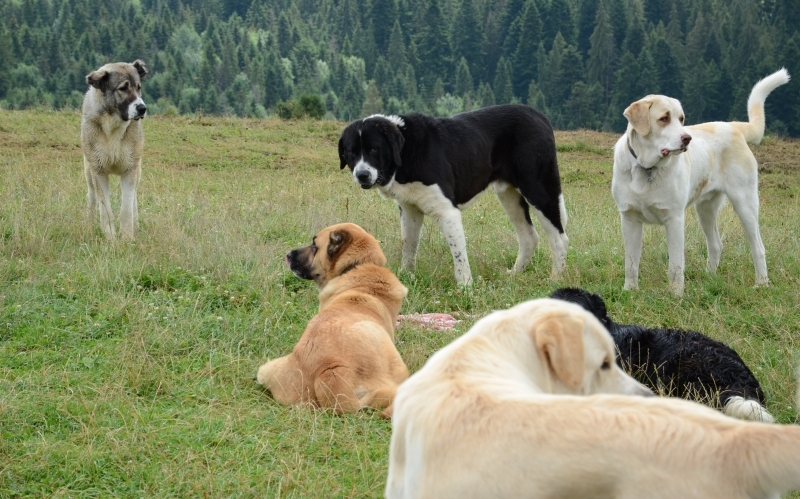 Auf einer Wiese vor einem bewaldeten Hand stehen und liegen sechs unterschiedliche große Hunde