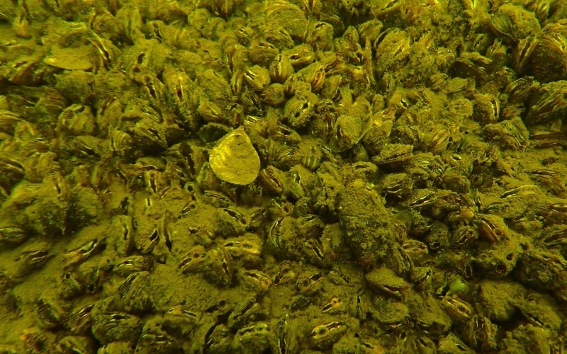 Blick auf einen komplett mit Quagga-Muscheln und Algen bewachsenen Seeboden