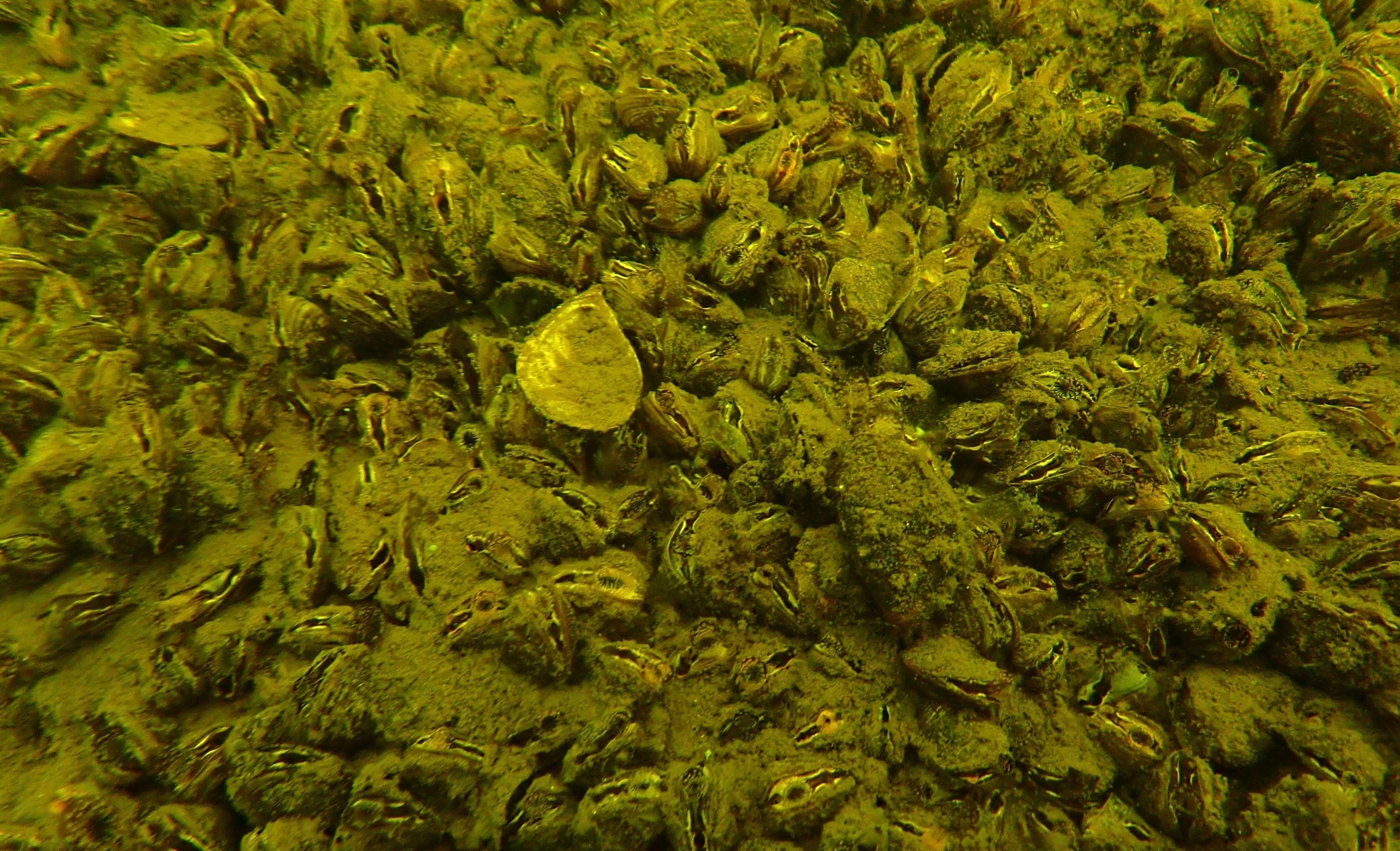 Blick auf einen komplett mit Quagga-Muscheln und Algen bewachsenen Seeboden