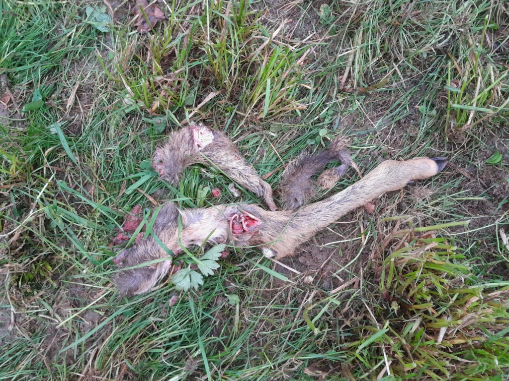 Im gras liegen die abgetrennten Gliedmaßen eines Rehkitzes