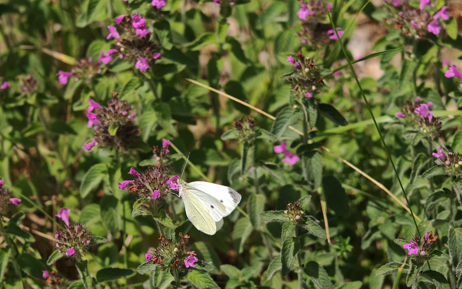 Auf Kräutern mit rosa Blüten sitzt ein weißer Schmetterling