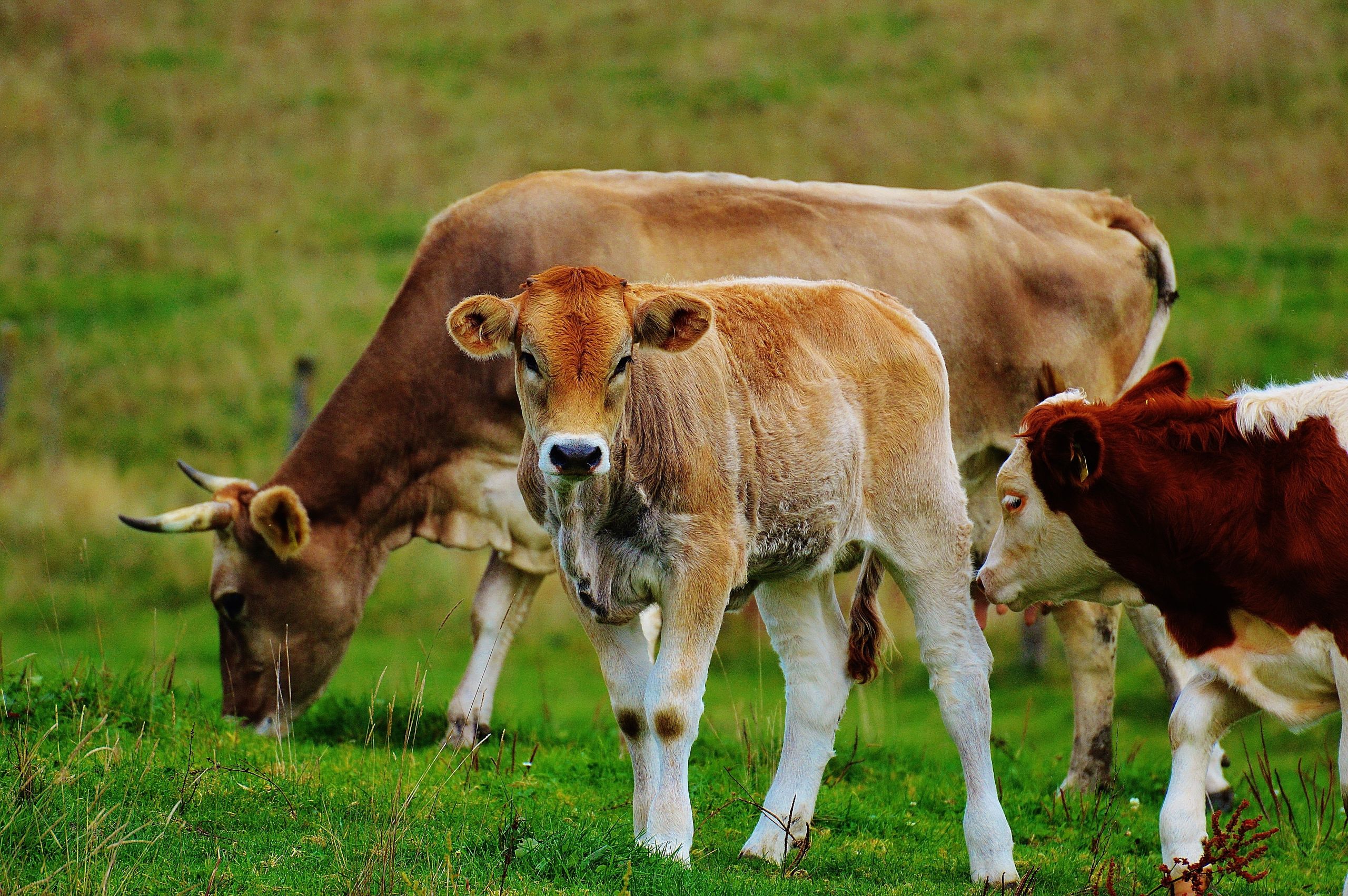 Auf einer grünen Wiese grast eine Kuh, davor steht ein Kalb und schaut den Betrachter an