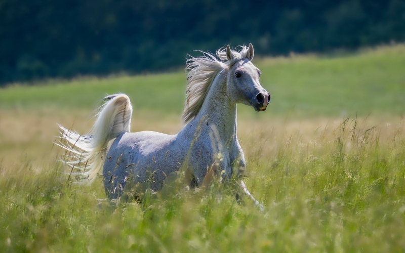 Ein weißes Pferd galoppiert durch eine Wiese mit hohem Gras
