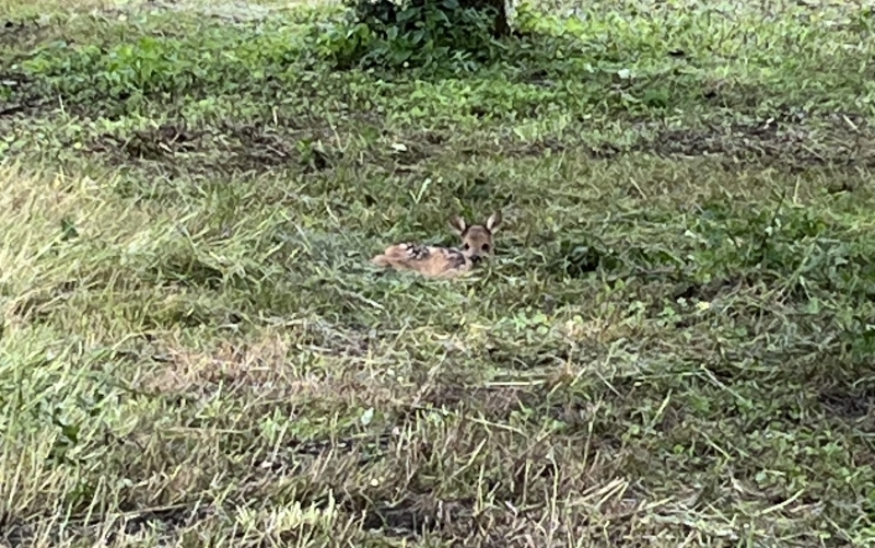 In einiger Entfernung liegt ein Rehkitz auf einer gemähten Wiese unter einem Baum