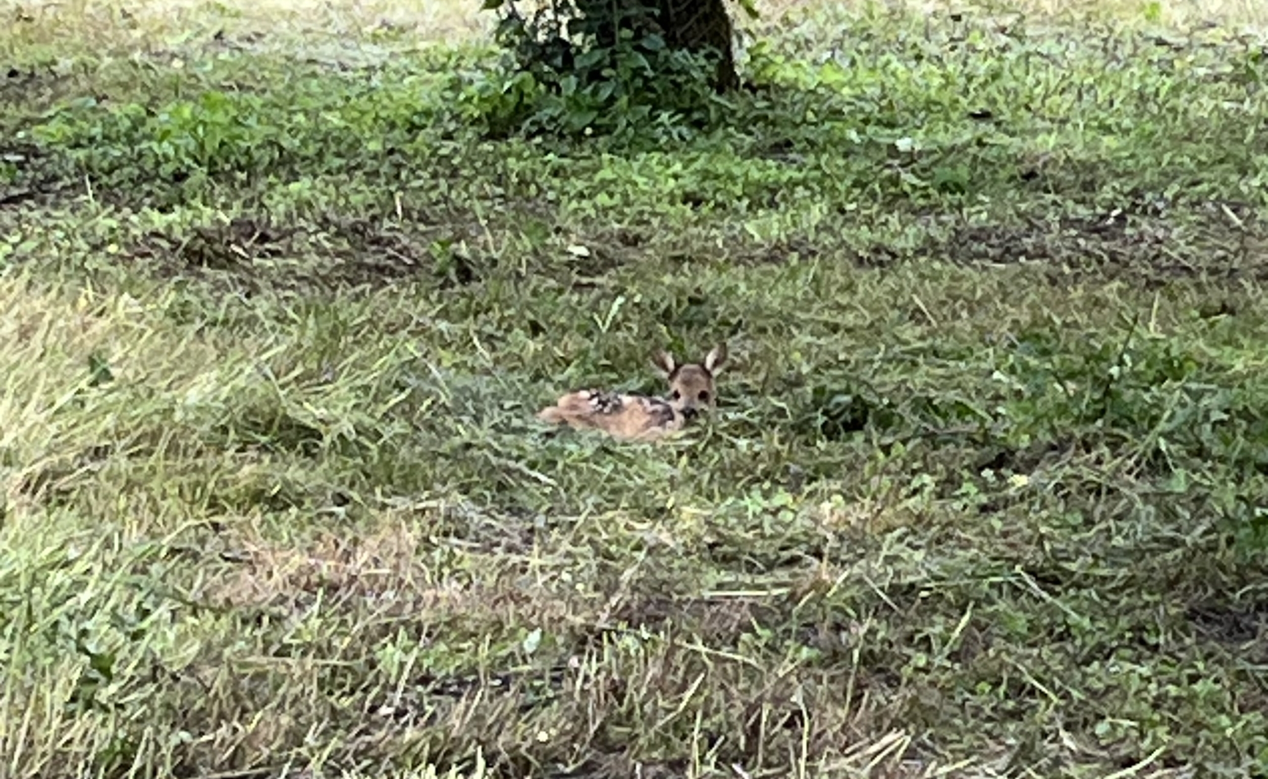 In einiger Entfernung liegt ein Rehkitz auf einer gemähten Wiese unter einem Baum