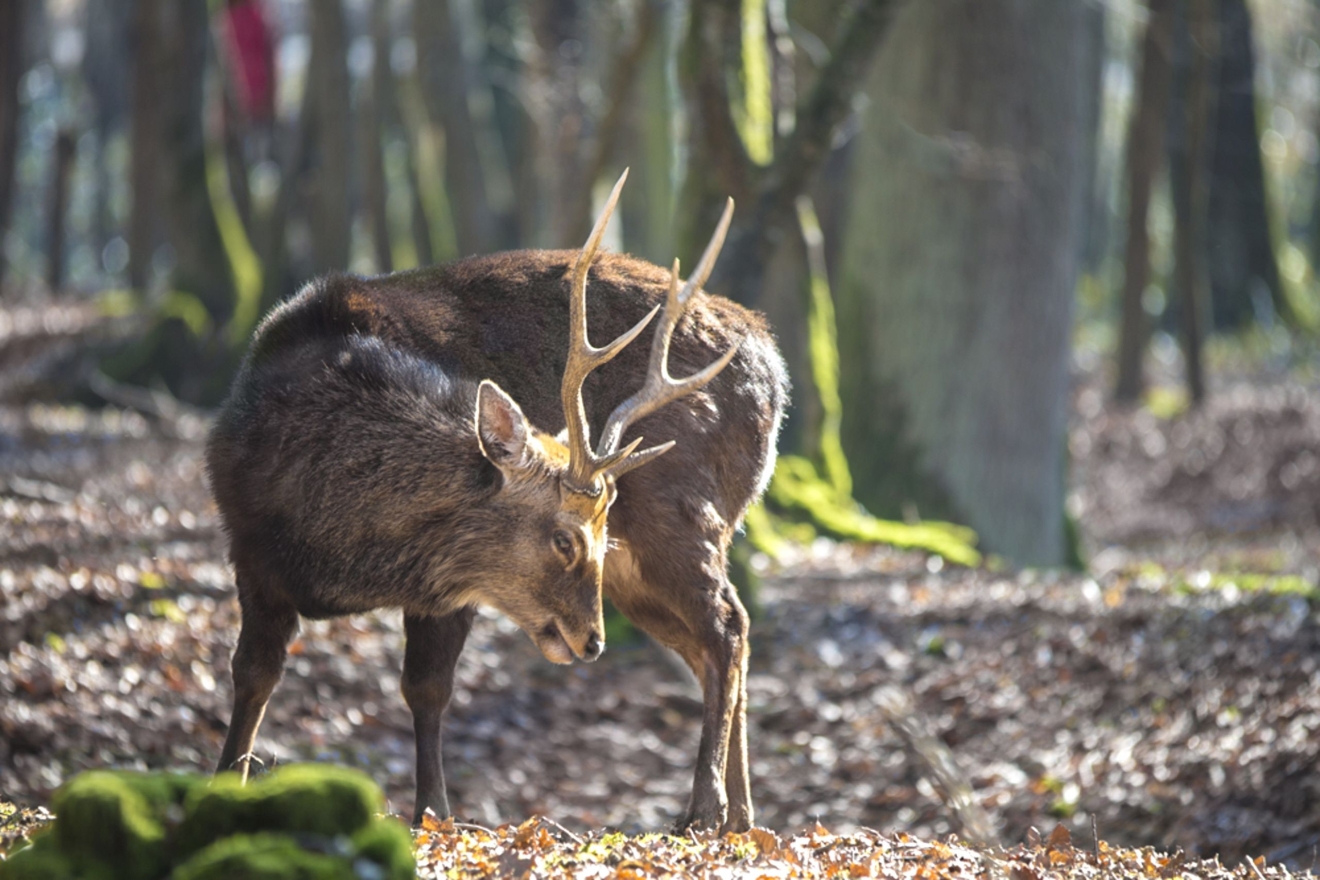 Ein dunkelbrauner Hirsch steht mit gesenktem Kopf in einem Wald