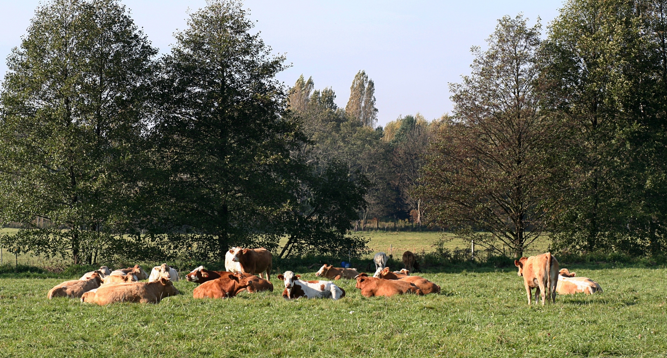 Eine kleine Herde brauner und gefleckter Kühe liegt auf einer Weide vor Bäumen