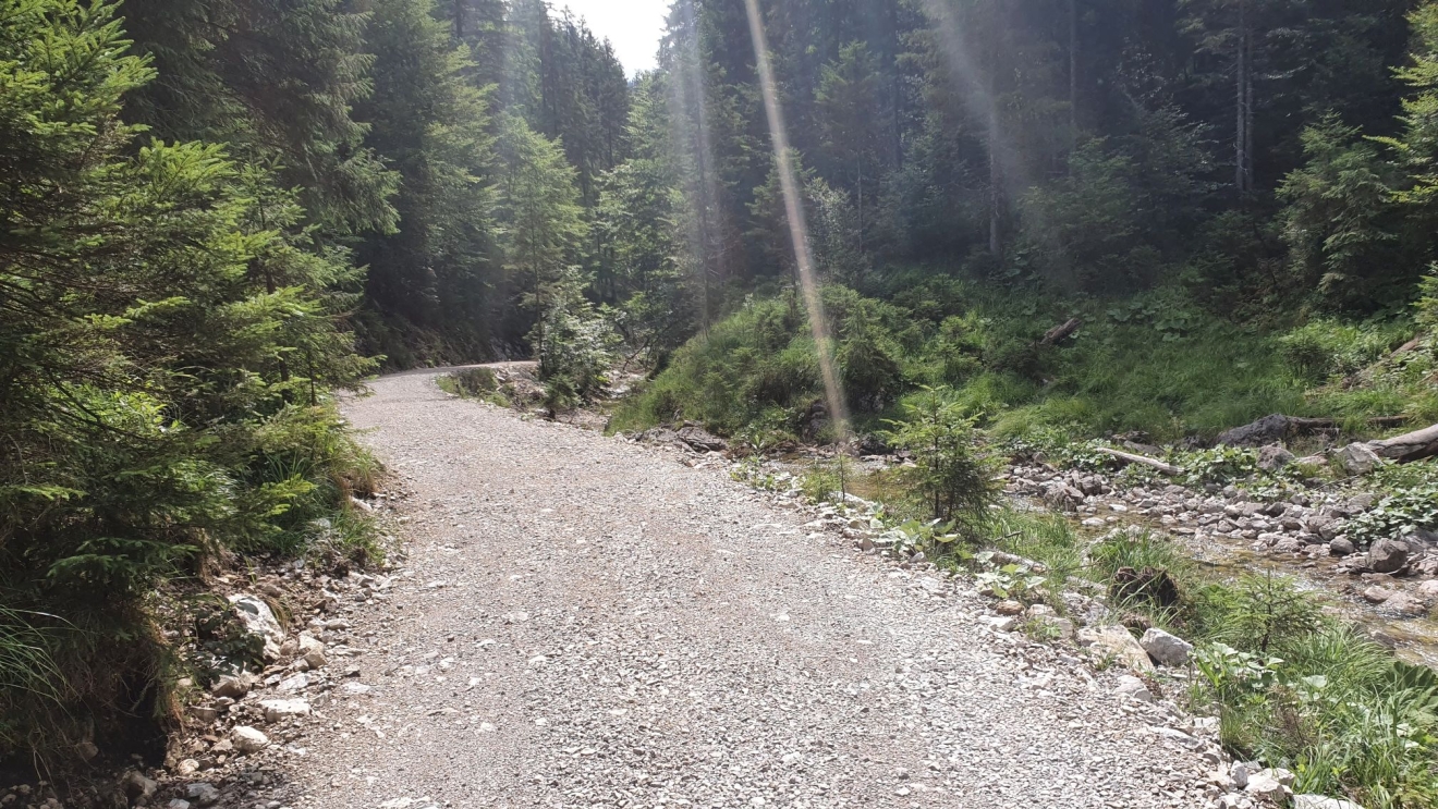 Eine geschotterte Fahrstraße führt durch ein Bachtal im Bergwald