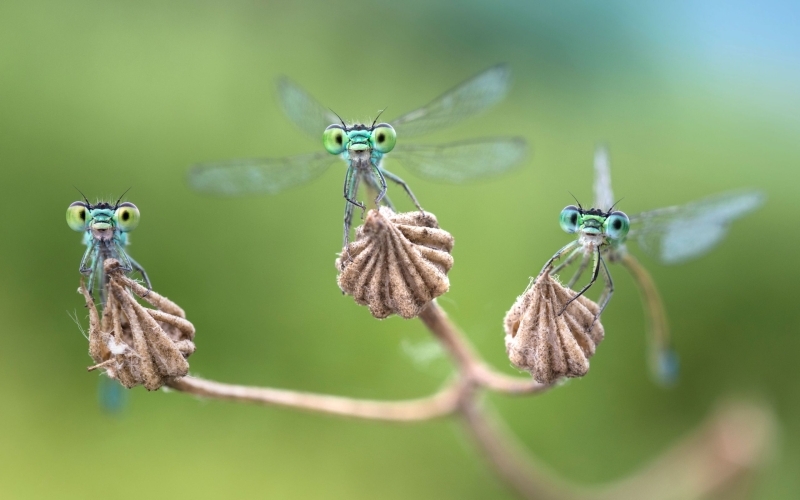 Drei blau schimmernde Libellen auf vertrockneten Blüten starren den Betrachter aus abstehenden Augen an.