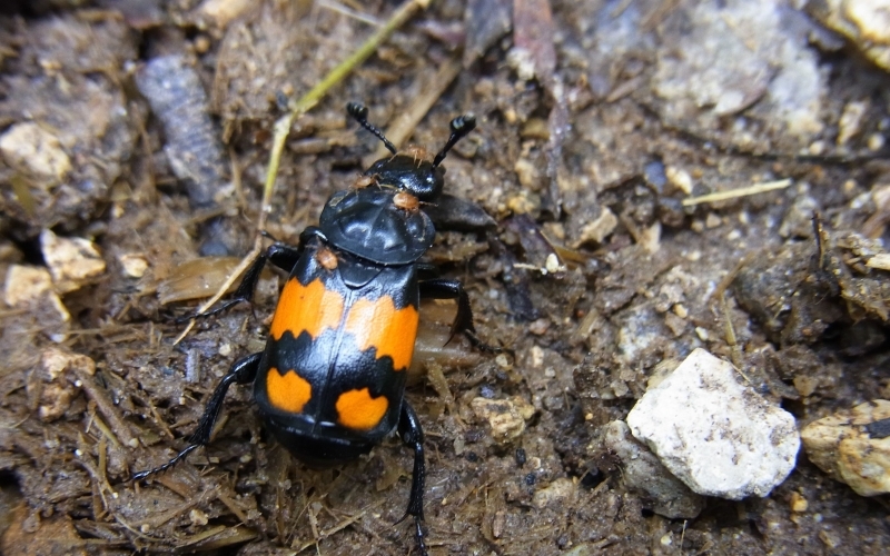 Auf Erdboden krabbelt ein schwarzer Käfer mit auffälliger orangefarbener Zeichnung.