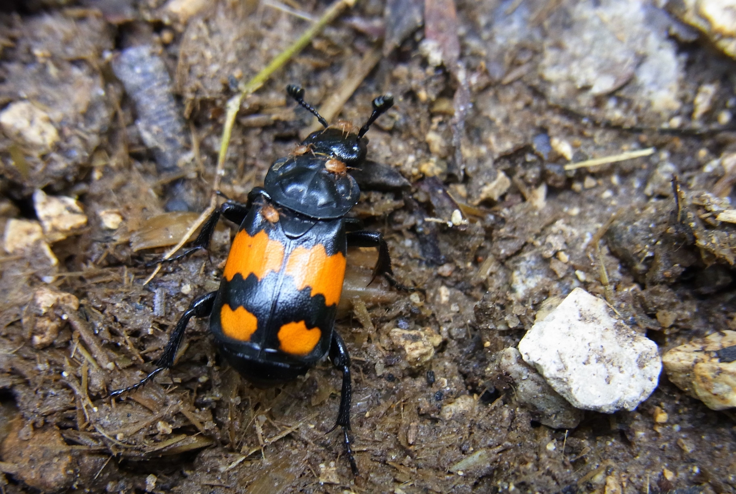 Auf Erdboden krabbelt ein schwarzer Käfer mit auffälliger orangefarbener Zeichnung.