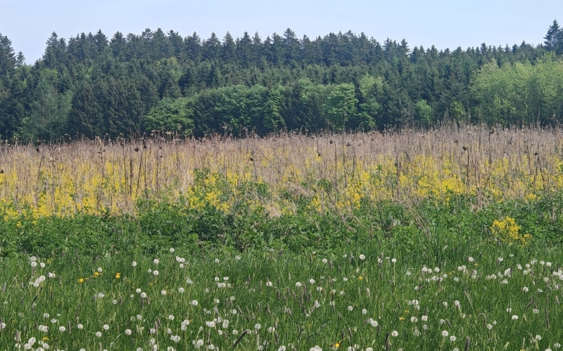 Hinter einem grünen Wiesenstreifen steht eine mehrjährige Blühfläche mit teils braunen Pflanzenstengeln, dahinter am Horizont Wald