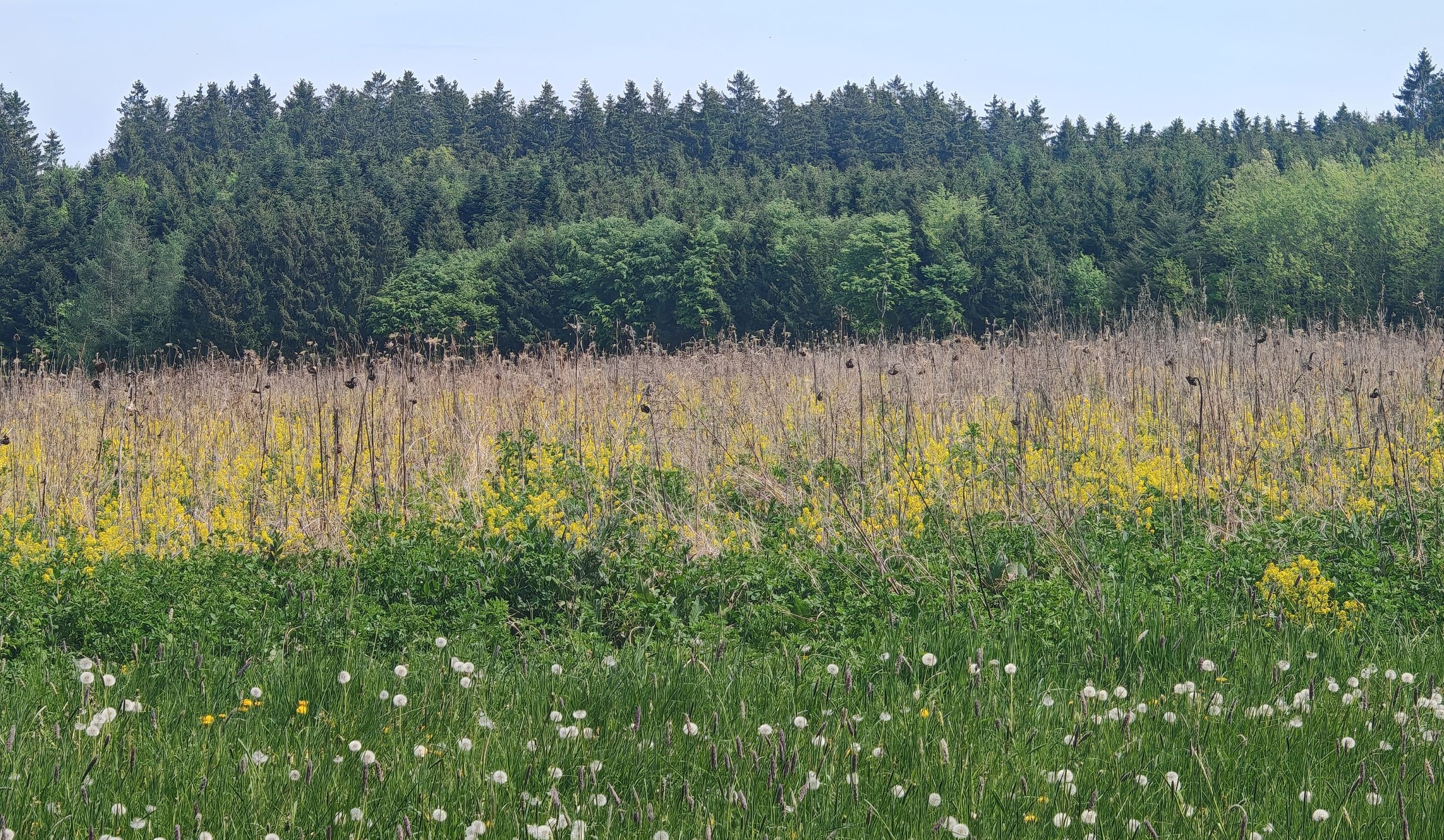 Hinter einem grünen Wiesenstreifen steht eine mehrjährige Blühfläche mit teils braunen Pflanzenstengeln, dahinter am Horizont Wald