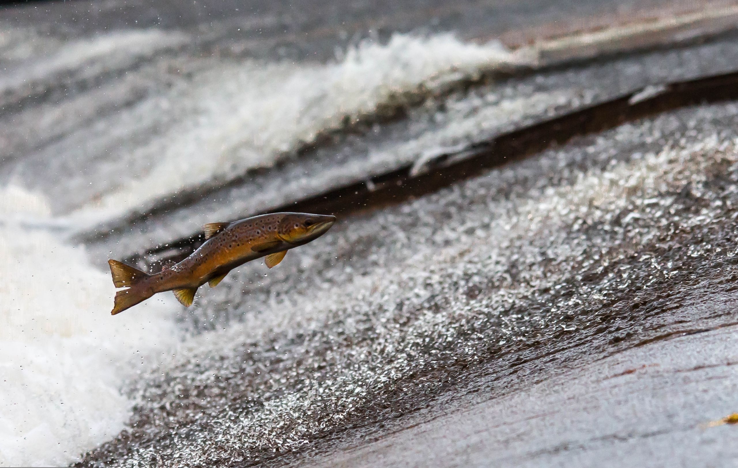 Ein Fisch springt über einem dahinrauschenden Gewässer in die Luft