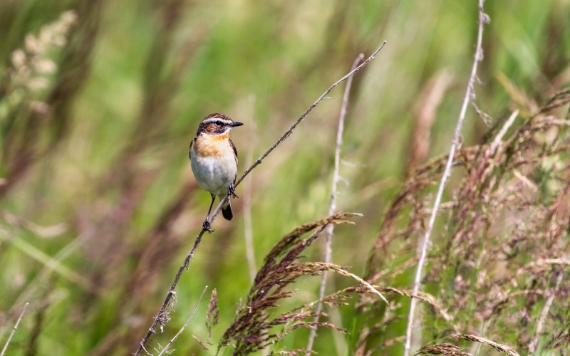 Ein kleiner Vogel mit rötlichbrauner Brust sitzt auf einem langen Grashalm