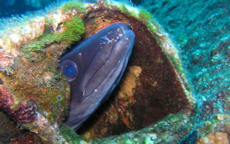Aus einer algenbewachsenen Höhle unter Wasser lugt der Kopf eines Aals hervor