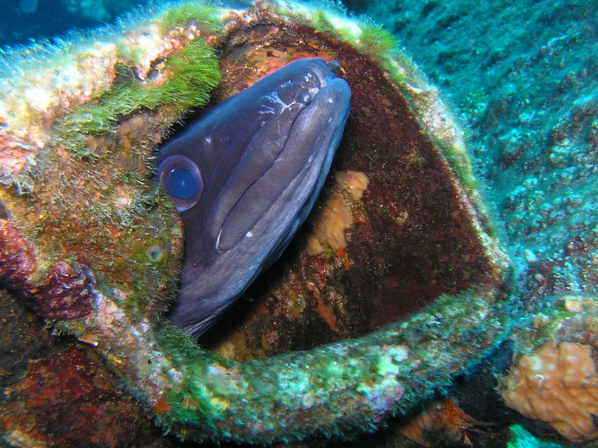 Aus einer algenbewachsenen Höhle unter Wasser lugt der Kopf eines Aals hervor