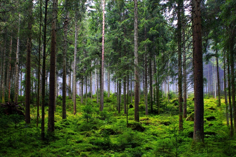 Ein Wald aus Nadelbäumen mit bemoostem Grund