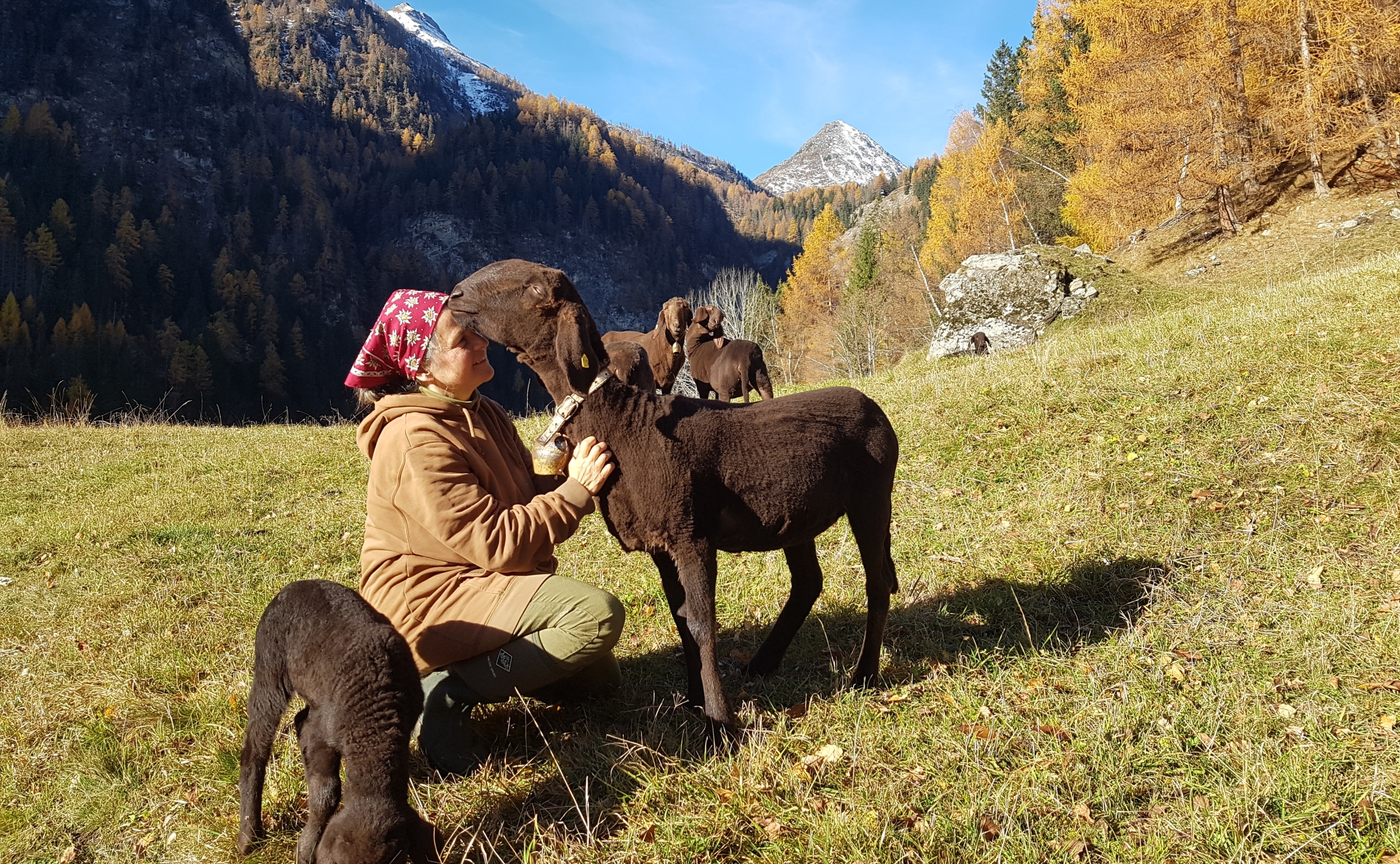 Auf einer Alm kniet eine Frau mit rotem Kopftuch vor einem braunen Schaf, das ihr vertrauensvoll den Kopf auf die Stirn legt