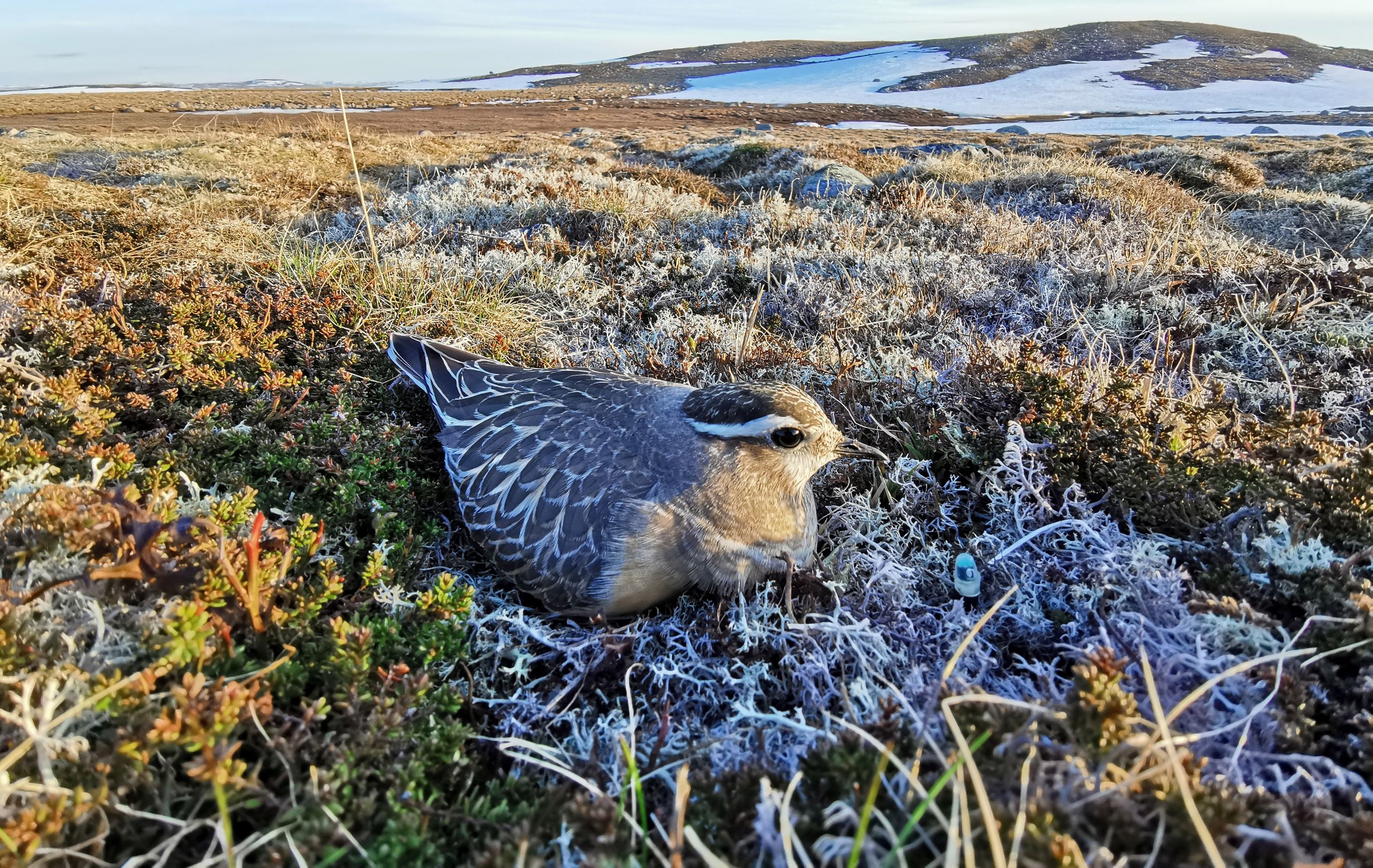 In einer nordischen Tundralandschaft sitzt ein braun-schwarz-weiß gemusterter Vogel in Bruthaltung