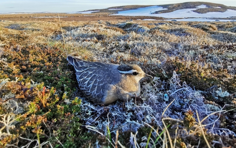 In einer nordischen Tundralandschaft sitzt ein braun-schwarz-weiß gemusterter Vogel in Bruthaltung