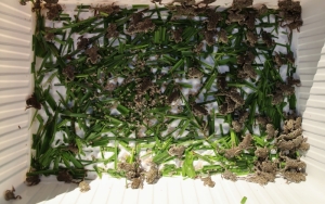 Blick von oben in eine Plastikkiste, in der sich auf Gras eine Menge junger Kröten befinden