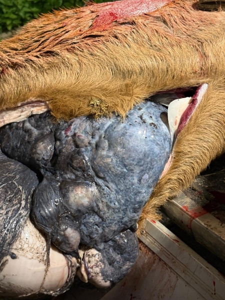 Aus einem aufgeschnittenen Wildkörper drückt sich eine vergrößerte, dunkle Leber mit unregelmäßiger, stumpfer Oberfläche und hellen Einschlüssen