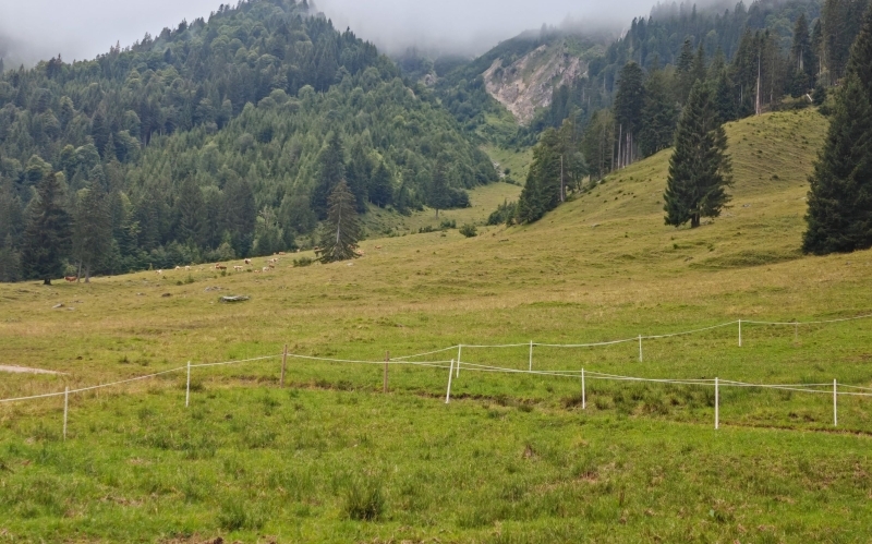Blick über eine Bergweide auf bewaldete Gipfel mit Nebel darüber, in der Ferne weiden ein paar Rinder