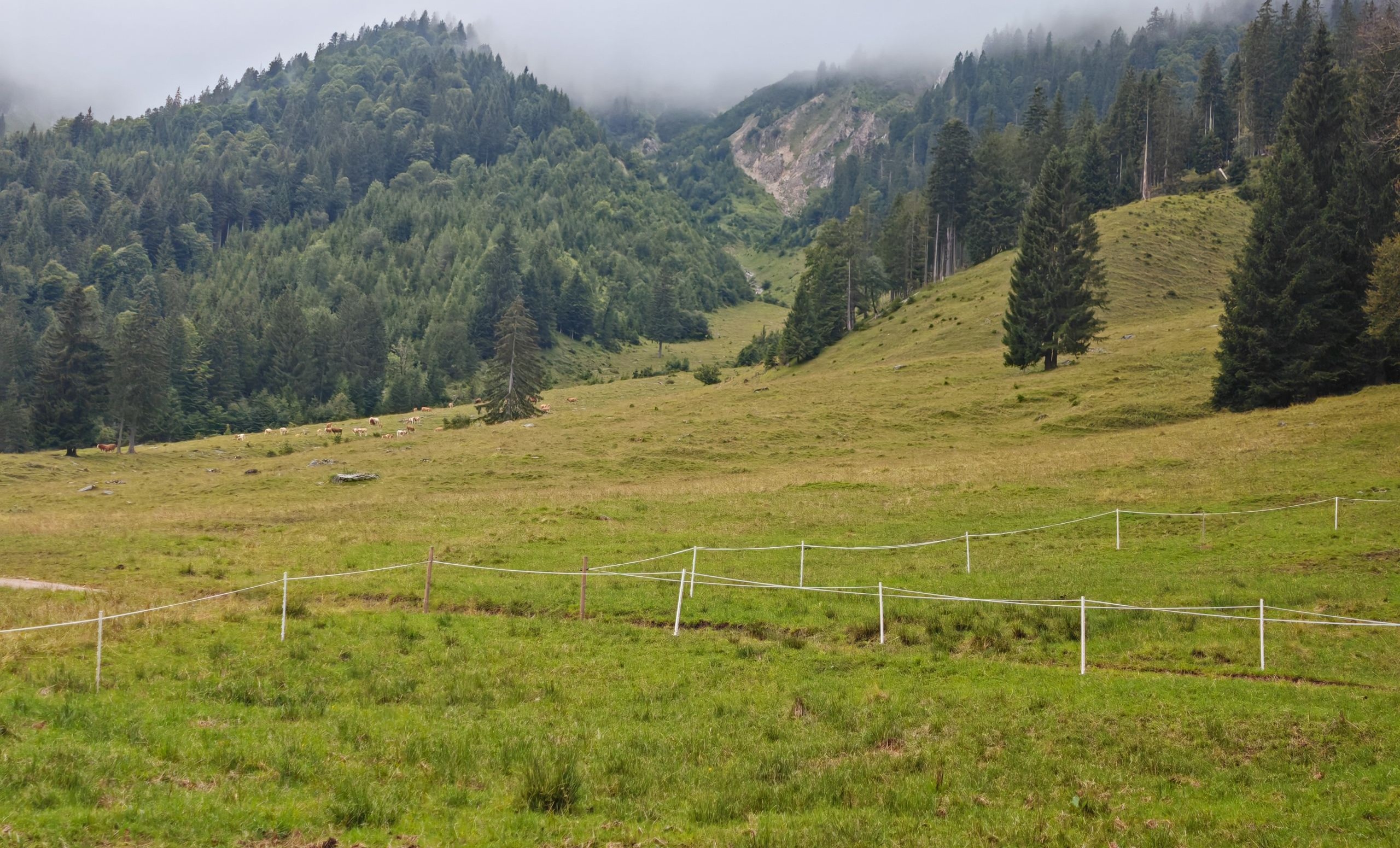 Blick über eine Bergweide auf bewaldete Gipfel mit Nebel darüber, in der Ferne weiden ein paar Rinder