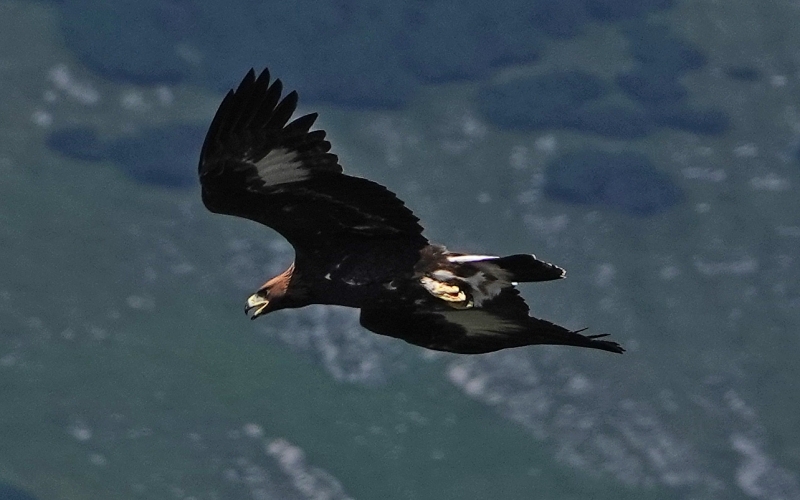 Adler im Flug vor einer Berglandschaft