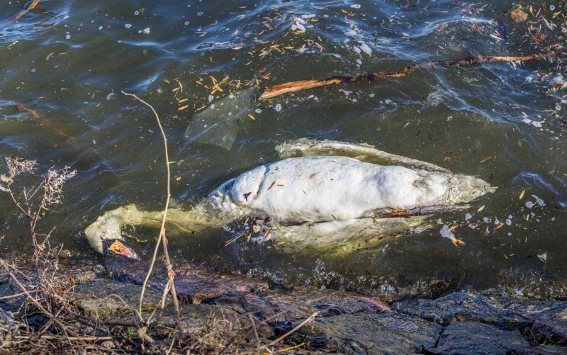 In einem Gewässer treibt ein toter Schwan