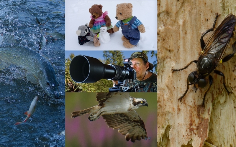 Eine Fotomontage aus Tierfotos, dem Bild eines Naturfotografen und zwei Teddybären im Schnee