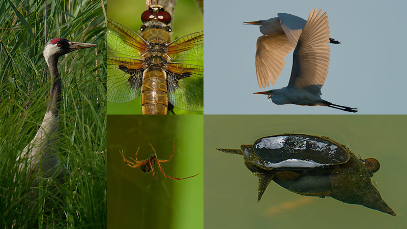 Bildcollage aus 5 Naturfotos von Insekten und Vögeln