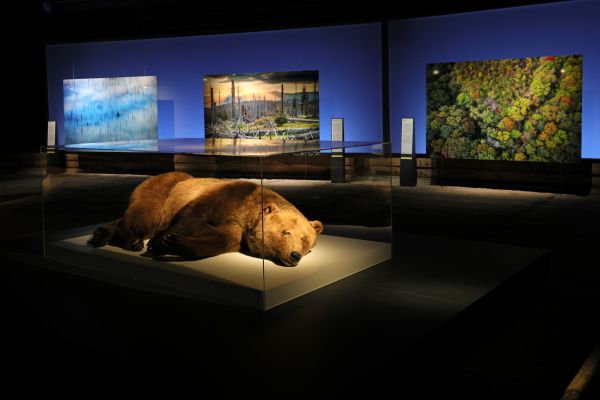 In einer Ausstellungsvitrine, umringt von großen Waldfotos, liegt ein Bär wie schlafend