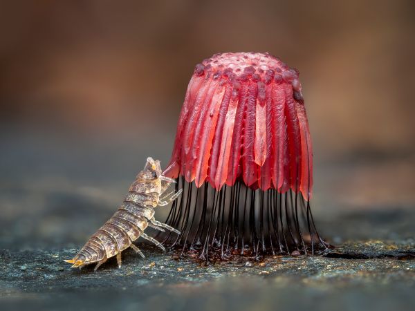 Makroaufnahme, die ein rotes, kuppiges Gewächs zeigt und eine Assel, die daran emporzuklettern scheint